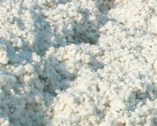 棉花的双准是什么？符合双准的棉花有哪些特点？