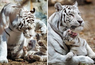 长安逸动导航如何精准操作？操作长安逸动导航时如何提高准确性？