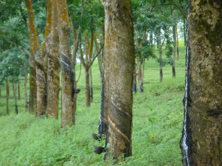 橡胶价格波动受何种因素影响？这些因素怎样改变其价格走势？