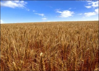 小麦亩产一般能达到多少斤？这样的产量受到哪些因素制约？