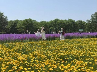 追逐一场花开：“赏花经济”激活五一消费新活力｜“五一”消费热力图