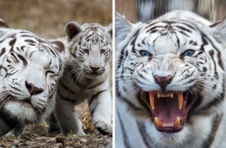 老虎停板的调整方法有哪些？这些调整方法的实际效果如何？