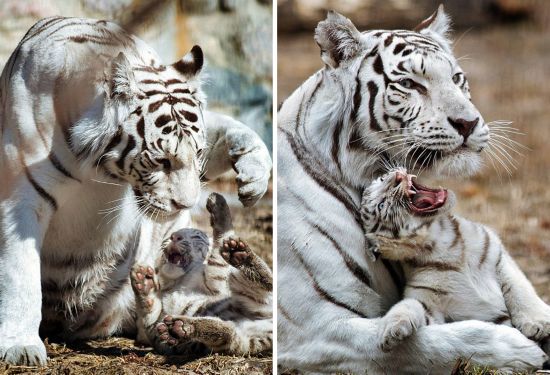 长安逸动导航如何精准操作?操作长安逸动导航时如何提高准确性?  第1张 长安逸动导航如何精准操作?操作长安逸动导航时如何提高准确性?  第1张