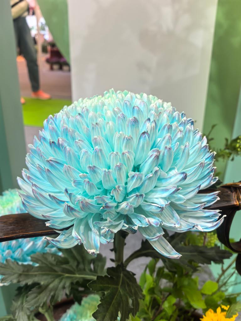 年产值超5000亿元!“鲜花经济”一路生花  第1张 年产值超5000亿元!“鲜花经济”一路生花  第1张