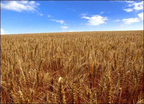 小麦亩产一般能达到多少斤?这样的产量受到哪些因素制约?  第1张 小麦亩产一般能达到多少斤?这样的产量受到哪些因素制约?  第1张
