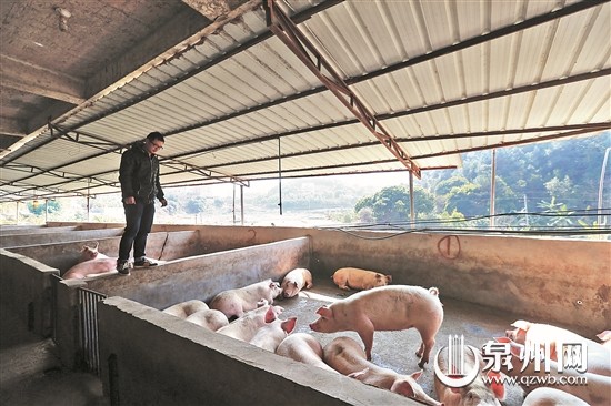 猪肉期货说明什么？猪肉期货的意义在哪里？  第1张