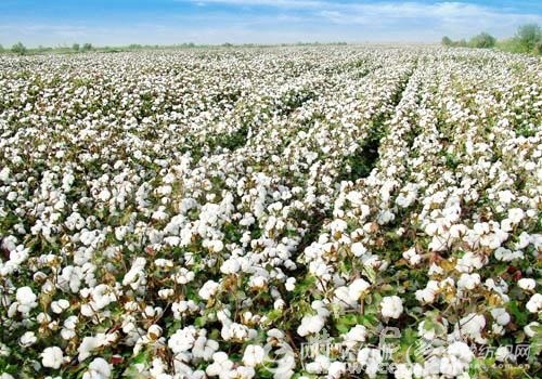 棉花行情应该看哪些网站?这些网站有什么优势?  第1张 棉花行情应该看哪些网站?这些网站有什么优势?  第1张