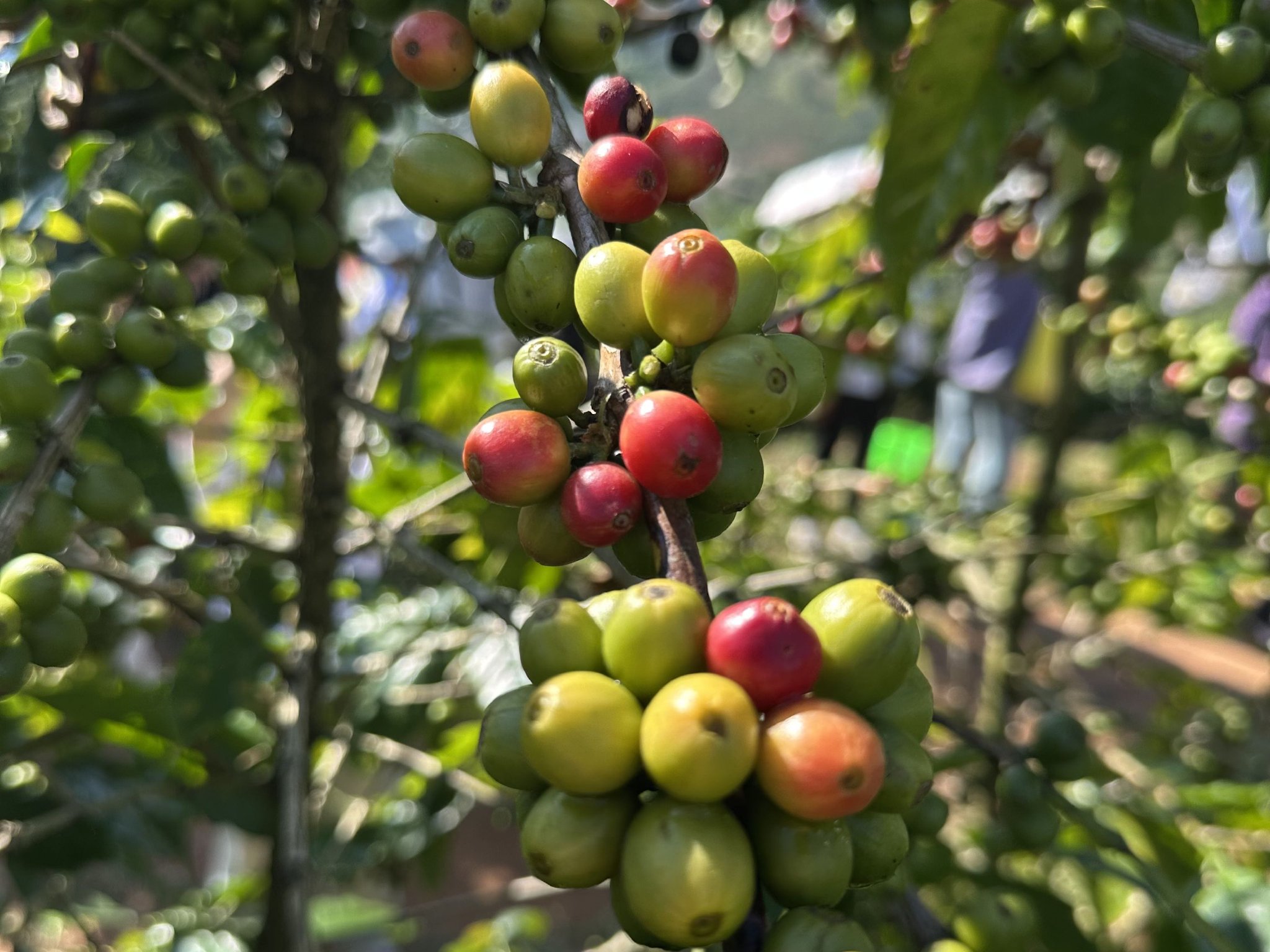 咖啡豆涨价创历史新高：咖农欢呼，咖啡店苦撑降成本  第3张