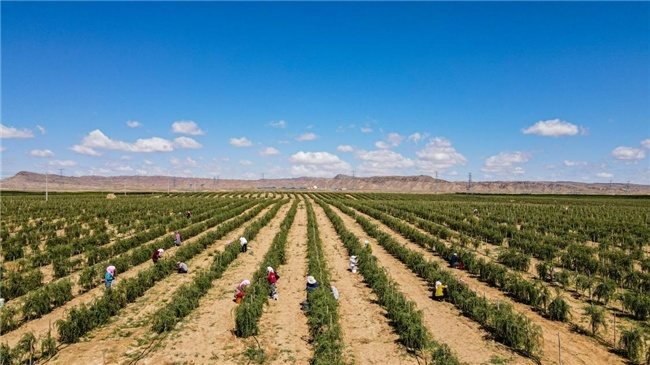 再添5000棵“金杞”！金美信消费金融“种下希望树”第三期圆满收官，三年筑起25000株西部生态屏障  第4张